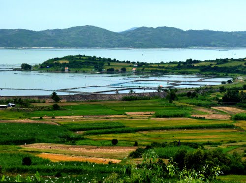 Phú Yên điểm đến nổi tiếng với hoa vàng trên cỏ xanh - ảnh 3