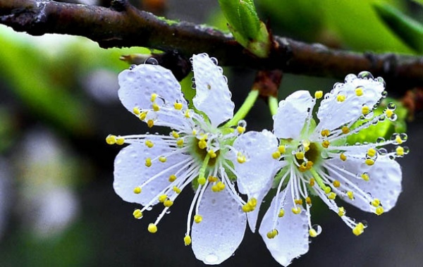 Mộc Châu đẹp đến ngỡ ngàng khi tết đến xuân về -3