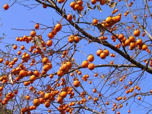 Mộc Châu đẹp đến ngỡ ngàng khi tết đến xuân về - 6