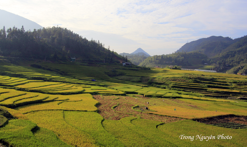 Ngắm nhìn vẻ đẹp mê hồn Sapa mùa lúa chín
