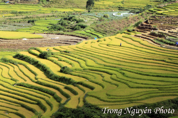 Ngắm nhìn vẻ đẹp mê hồn Sapa mùa lúa chín