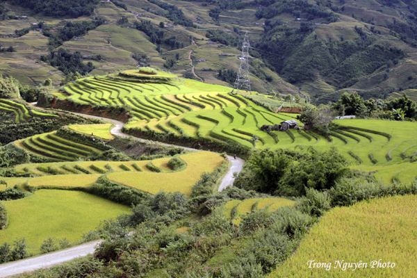 Ngắm nhìn vẻ đẹp mê hồn Sapa mùa lúa chín