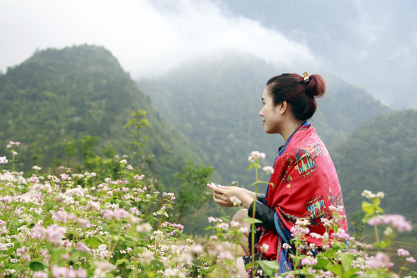 Ngắm nhìn vẻ đẹp mê hồn Sapa mùa lúa chín