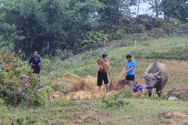 Ngắm nhìn vẻ đẹp mê hồn Sapa mùa lúa chín