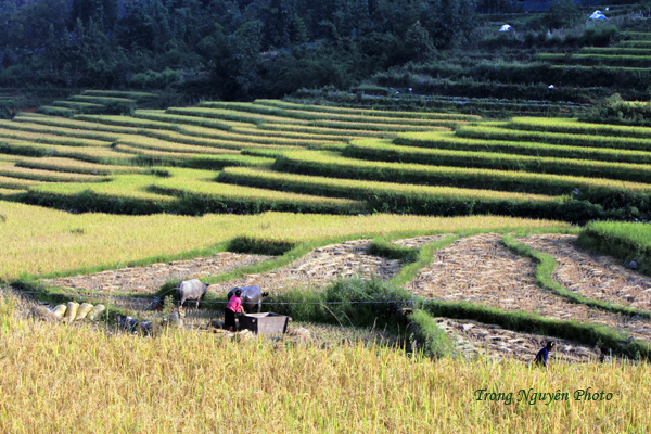 Ngắm nhìn vẻ đẹp mê hồn Sapa mùa lúa chín