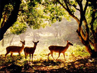 Hà Nội - Chùa Bái Đính - Rừng Quốc Gia Cúc Phương -  Hà Nội ( 2 ngày)