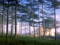 Tp Hồ Chí Minh - Đà Lạt - Nha Trang - Tp.Hồ Chí Minh(5 ngày/4 đêm)