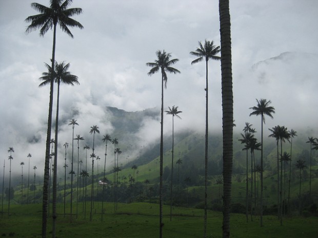 Cocora