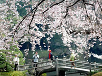 Hoa anh đào nở trắng trời Nhật Bản