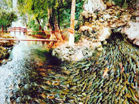 Hà Nội - Suối cá thần Cẩm Lương - Sầm Sơn - Hà Nội (3 ngày/2 đêm)